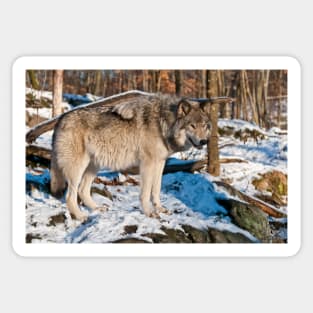 Gray Wolf Sticker